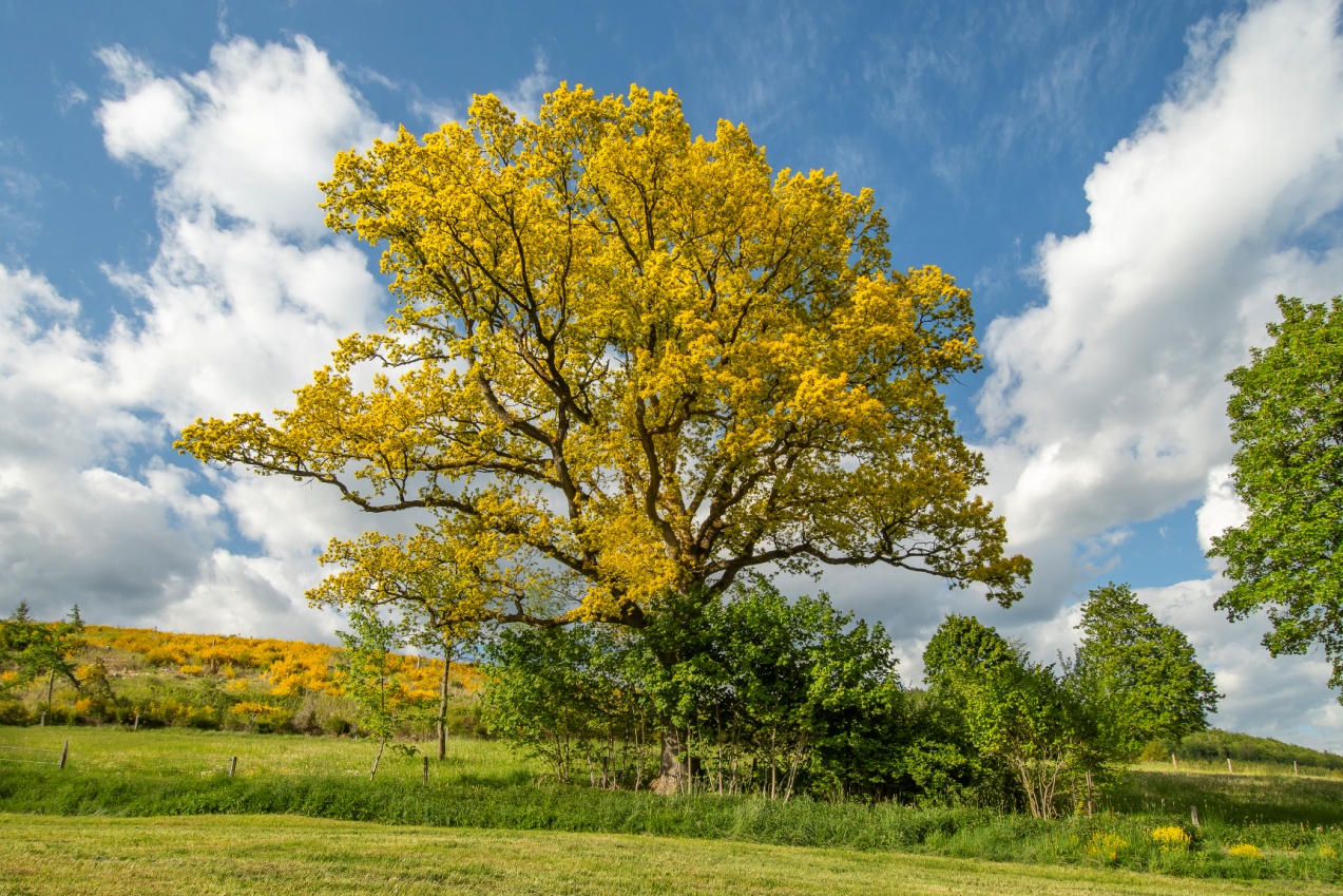 Foto Uwe Haßler, 2025 mit toller Ginsterblüte im Hintergrund
