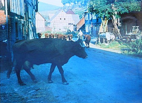 Viehaustrieb 1965, es gab noch keinen Bürgersteig Viehaustrieb 1965, es gab noch keinen Bürgersteig